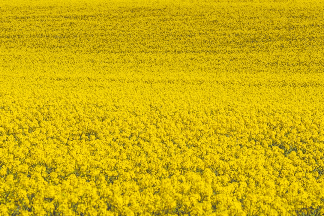 The Marvelous Mustard Tree: A Symbol of Resilience and Abundance