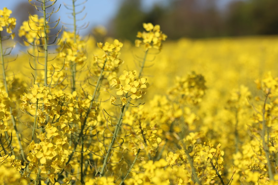 The Mustard Tree: A Symbol of Faith and Growth